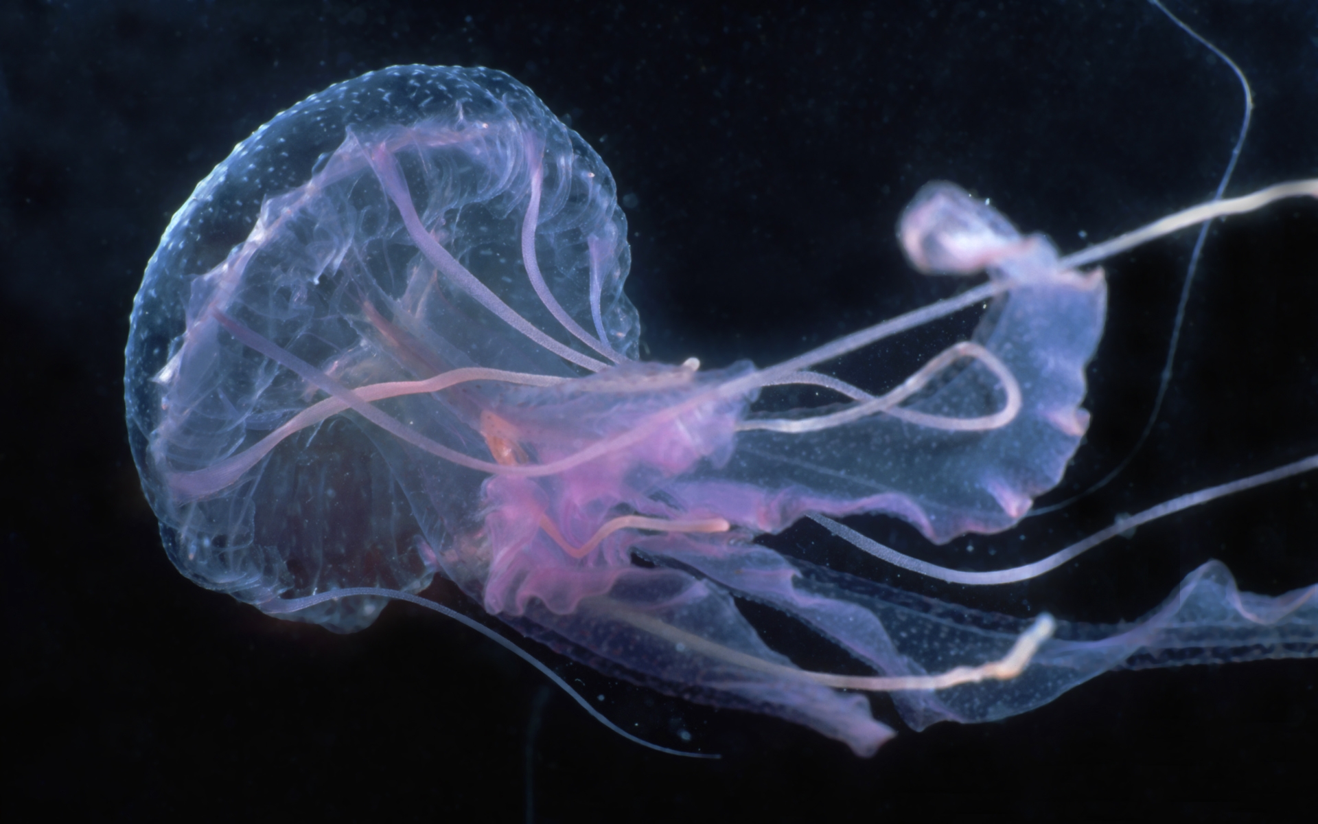 У медузы есть мозги. Выделительная система медузы. Нервная медуза. Дыхание медузы.